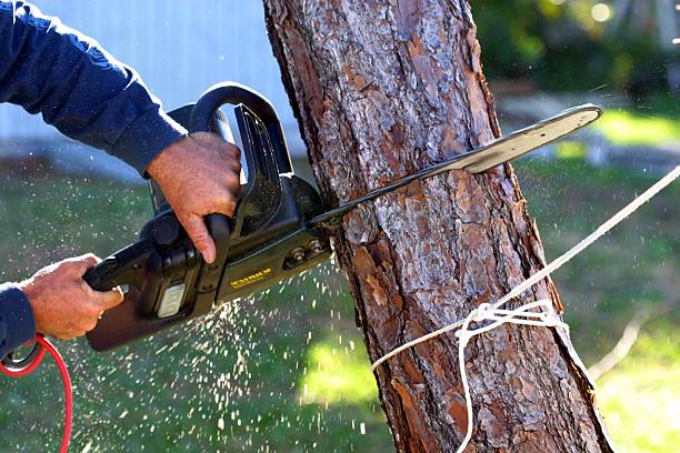 Best Lawn Dethatching  in Ellisville, MO