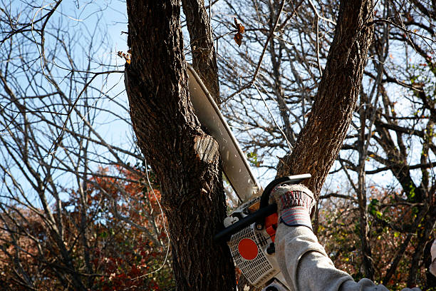 Best Tree Preservation Services  in Ellisville, MO